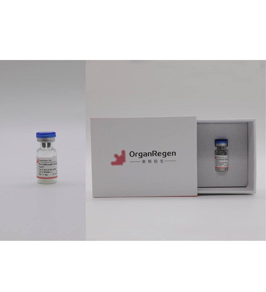 Recombinant Human FGF7