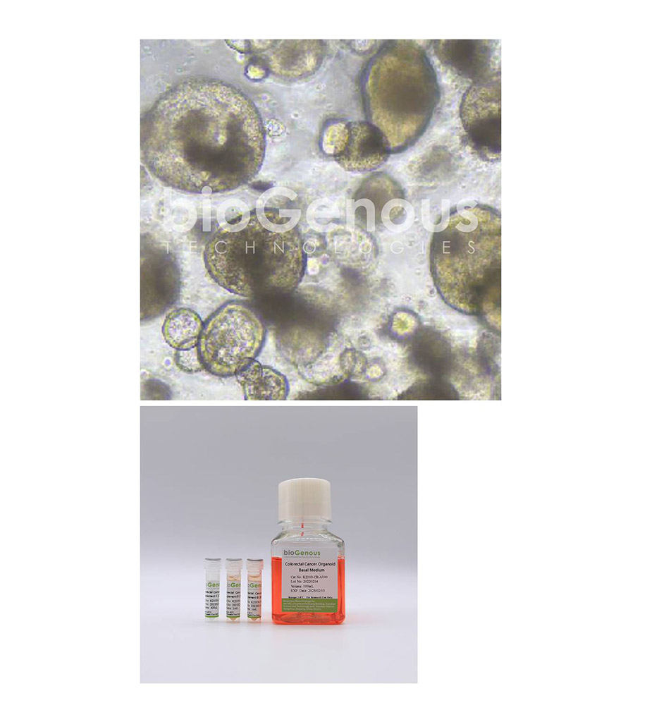 Colorectal Cancer Organoid Kit结直肠癌