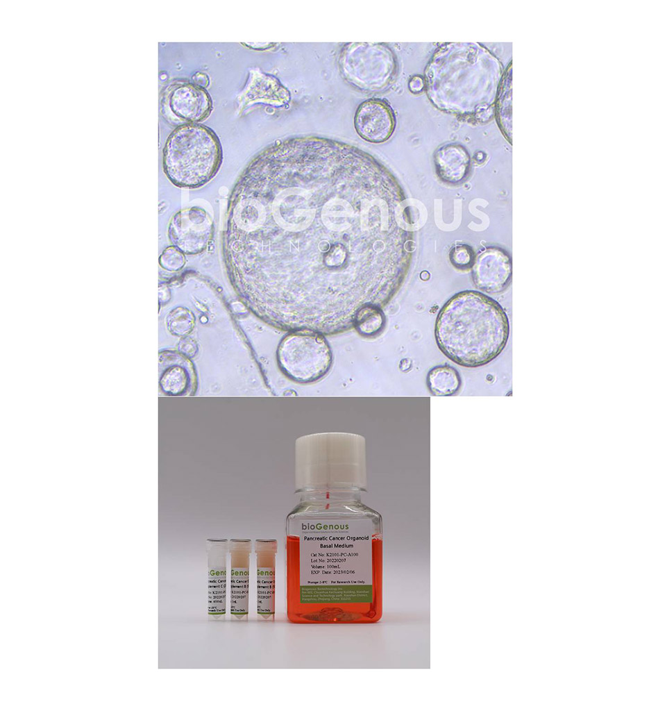 Pancreatic Cancer Organoid Kit胰腺癌
