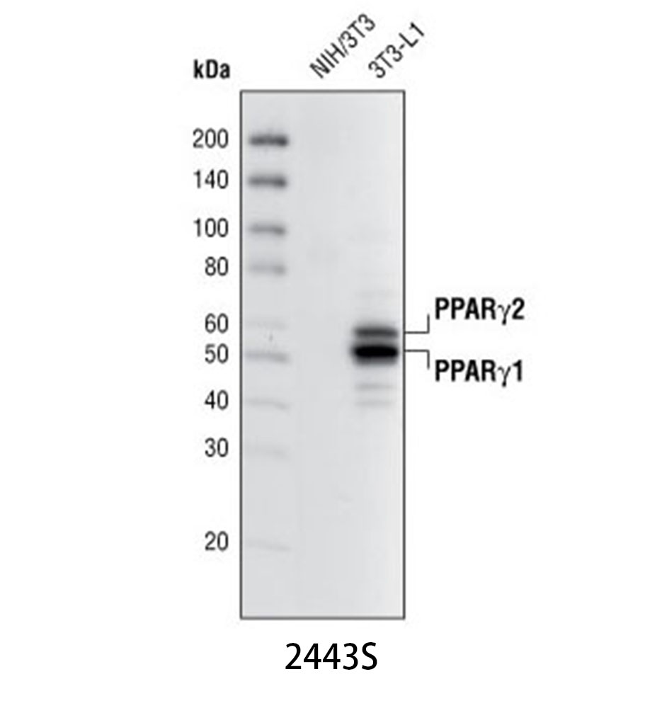 PPARγ (81B8) Rabbit mAb