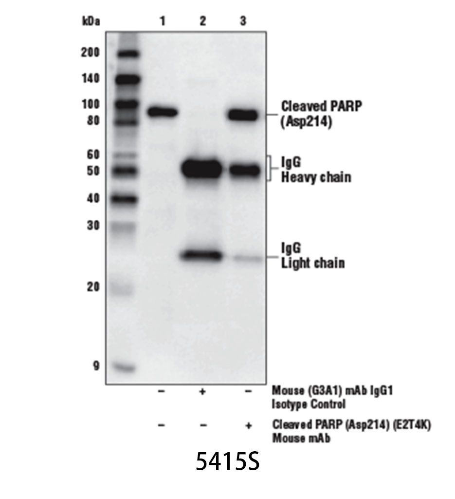 Mouse (G3A1) mAb IgG1 Isotype Control