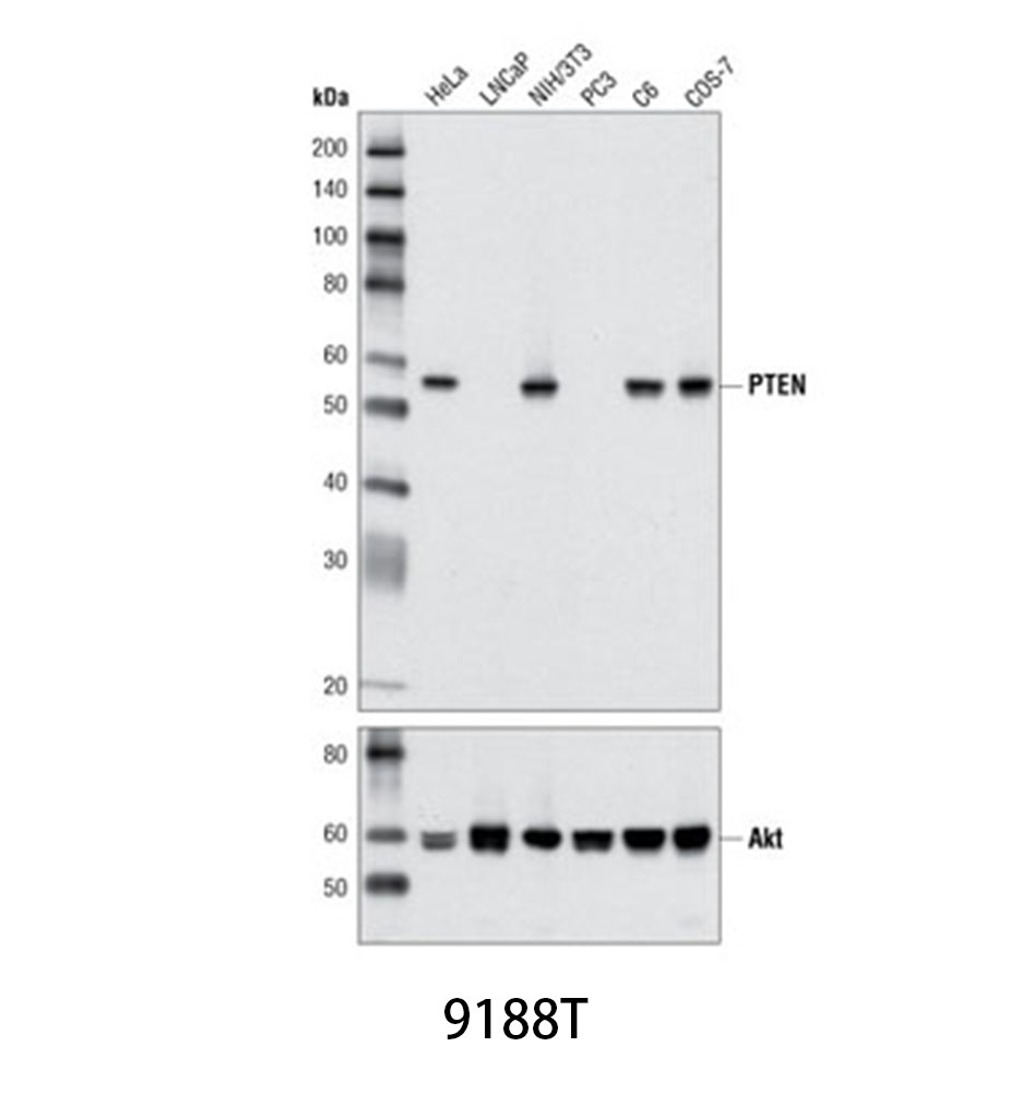 PTEN (D4.3) XP Rabbit mAb