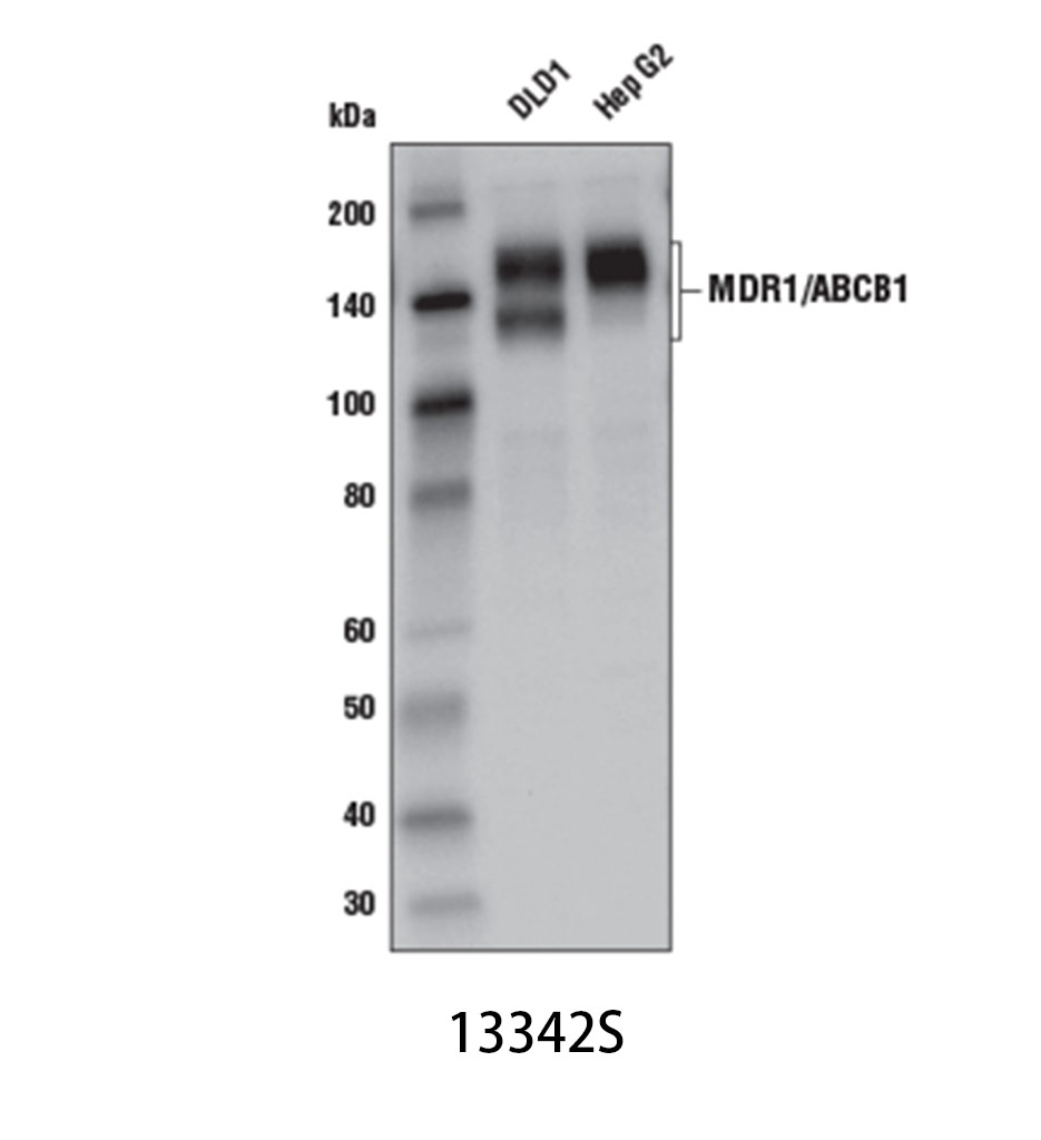 MDR1/ABCB1 (E1Y7B) Rabbit mAb