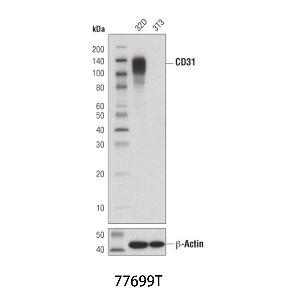 CD31 (PECAM-1) (D8V9E) XP Rabbit mAb