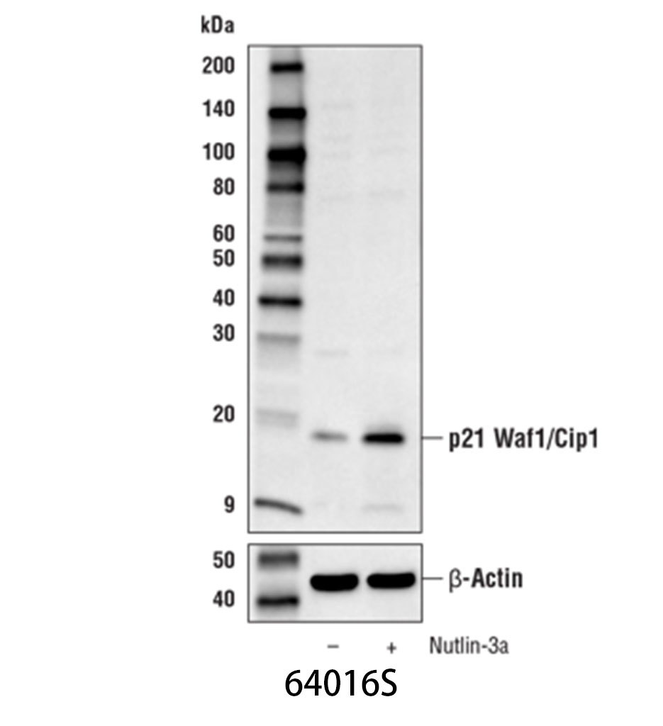 p21 Waf1/Cip1 Antibody (Mouse Preferred)