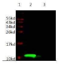 Mouse Anti-Human IGF-1