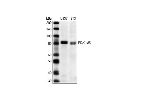 PI3 Kinase p85 Antibody