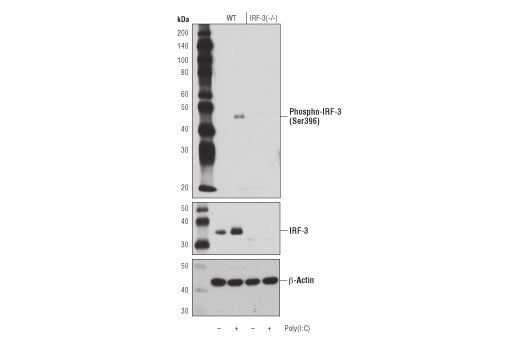Mouse-Reactive STING Pathway Antibody Sampler Kit