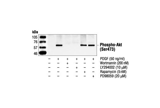 Phospho-Akt (Ser473) Antibody
