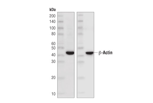 Rabbit Anti-Mouse IgG (Light Chain Specific) (D3V2A) mAb (HRP Conjugate)