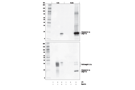 Cleaved-IL-1β (Asp117) (E7V2A) Rabbit mAb (Mouse Specific)