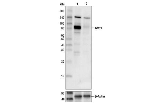 Stat Antibody Sampler Kit II