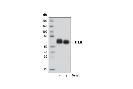 TFEB Antibody