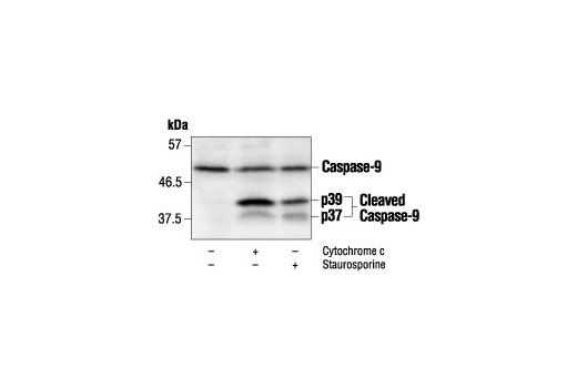 Caspase-9 Antibody (Mouse Specific)
