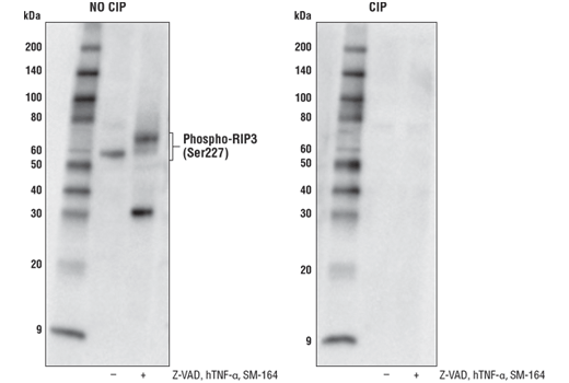 Phospho-RIP3 (Ser227) (D6W2T) Rabbit mAb