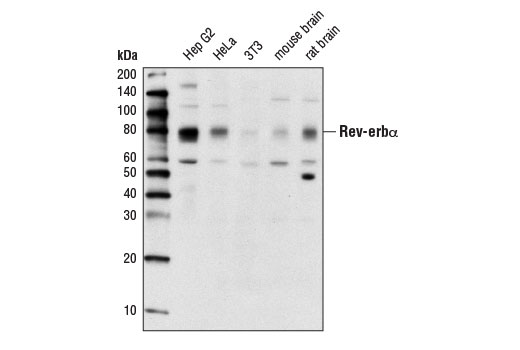 Rev-Erbα (E1Y6D) Rabbit mAb
