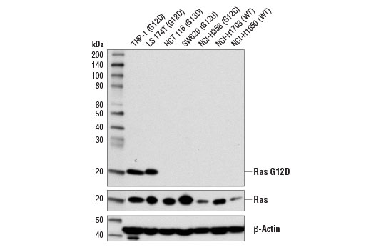 Ras (G12D Mutant Specific) (D8H7) Rabbit mAb