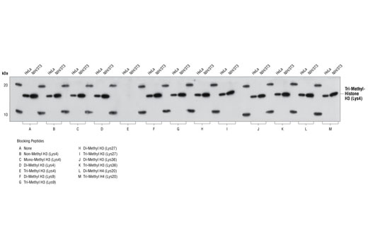 Tri-Methyl-Histone H3 (Lys4) (C42D8) Rabbit mAb