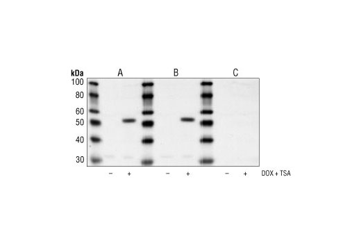 Acetyl-p53 (Lys382) Antibody