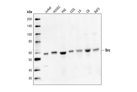 Src Antibody