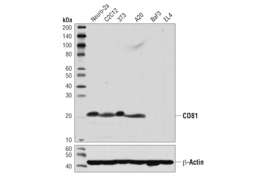 CD81 (D5O2Q) Rabbit mAb (Mouse Specific)