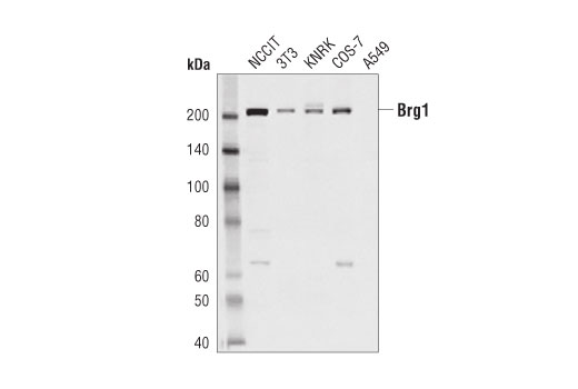 Brg1 (D1Q7F) Rabbit mAb