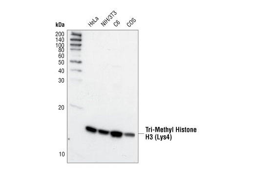 Tri-Methyl-Histone H3 (Lys4) Antibody