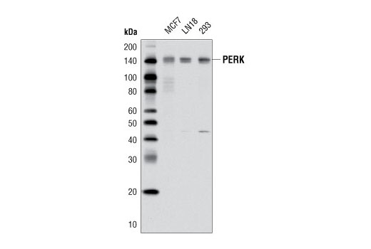 PERK (D11A8) Rabbit mAb