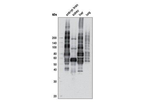 Phospho-AMPK Substrate Motif [LXRXX(pS/pT) MultiMab Rabbit mAb mix
