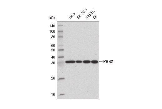 PHB2 (E1Z5A) Rabbit mAb
