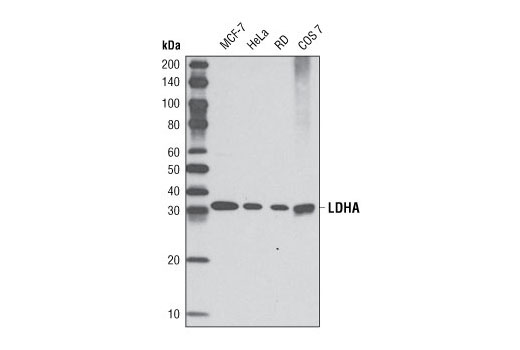 LDHA (C4B5) Rabbit mAb