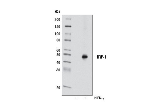 IRF-1 (D5E4) XP Rabbit mAb