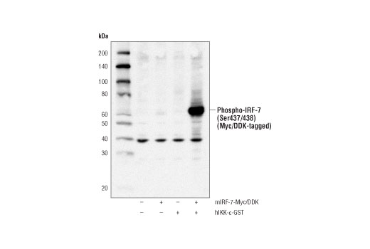 Phospho-IRF-7 (Ser437/438) (D6M2I) Rabbit mAb (Mouse Specific)