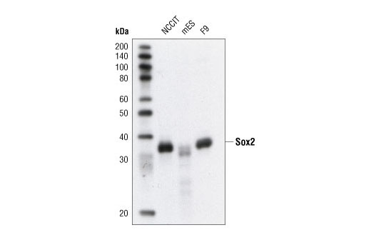 Sox2 Antibody