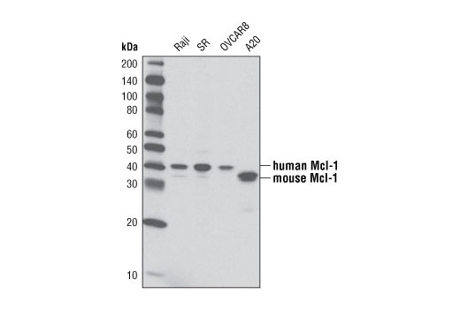 Mcl-1 (D35A5) Rabbit mAb