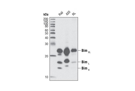 Bim (C34C5) Rabbit mAb