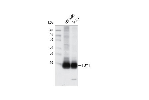 LAT1 Antibody