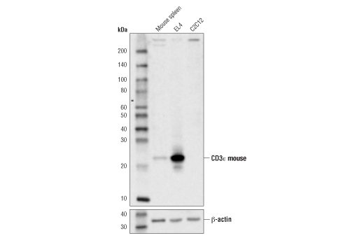 CD3ε (D4V8L) Rabbit mAb
