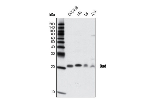 Bad (D24A9) Rabbit mAb