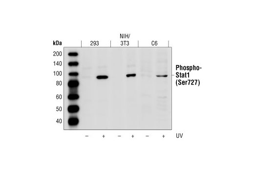 Phospho-Stat1 (Ser727) Antibody