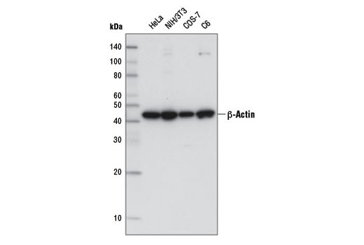 β-Actin (8H10D10) Mouse mAb (HRP Conjugate)