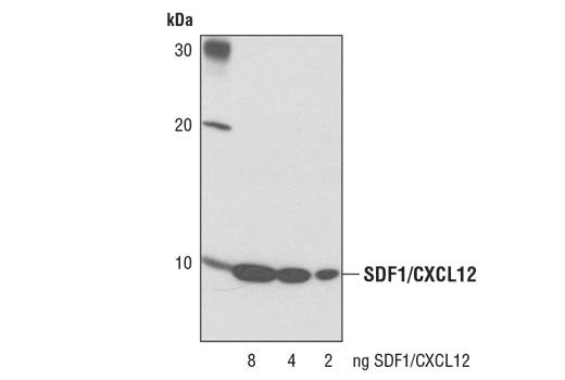 SDF1/CXCL12 (D32F9) Rabbit mAb