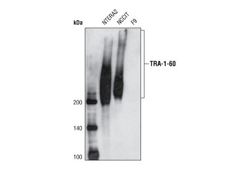TRA-1-60(S) (TRA-1-60(S)) Mouse mAb