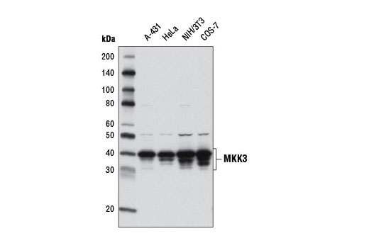 MKK3 (D4C3) Rabbit mAb