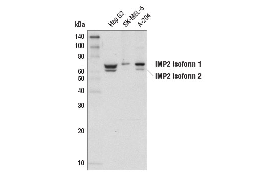 IMP2 (D4R2F) Rabbit mAb