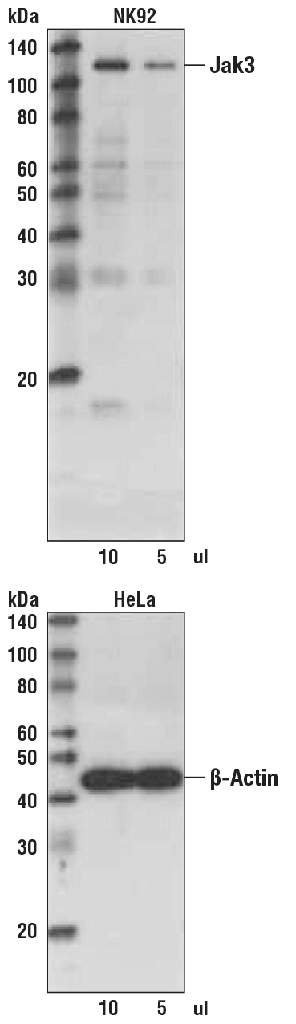 Anti-rabbit IgG (H+L) Biotinylated Antibody
