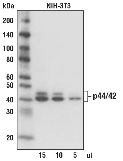 Anti-mouse IgG AP-linked Antibody