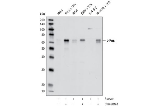 c-Fos Antibody
