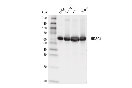 HDAC1 (D5C6U) XP Rabbit mAb