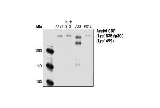 Acetyl-CBP (Lys1535)/p300 (Lys1499) Antibody